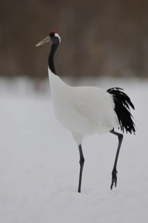 Red-crowned Crane (Grus japonensis), Hokkaido, Japan