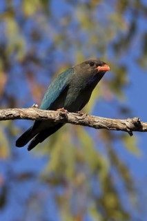 Oriental Dollarbird (Eurystomus orientalis), Western Australia, Australia