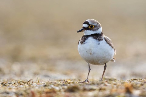 Little Ringed Plover (Charadrius dubius) female, North Rhine-Westphalia, Germany