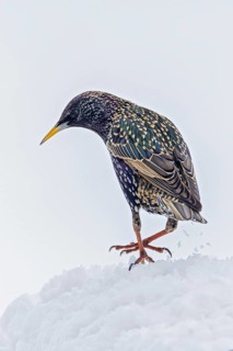 Starling (Sturnus vulgaris), close-up, male walking through the snow in winter, Baden-Württemberg,