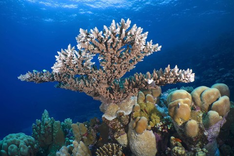 Pharaoh's antler coral (Acropora pharaonis)