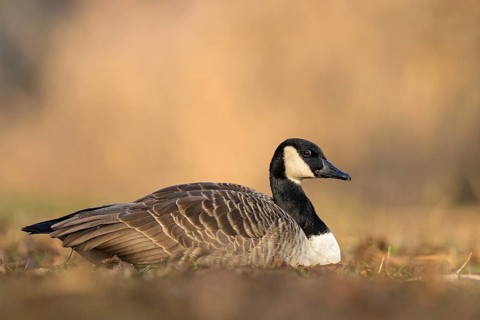 Canada Goose (Branta canadensis), Baden-Wuerttemberg, Germany