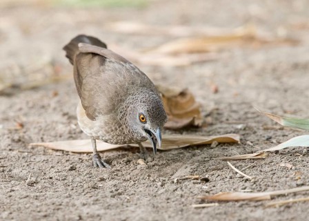 Brown Babbler (Turdoides plebejus), Gambia