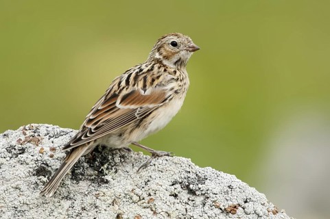Lapland Longspur (Calcarius lapponicus), Alaska, USA