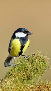 Great tit (Parus major), sitting on a moss-covered tree root, Wilnsdorf, North Rhine-Westphalia,