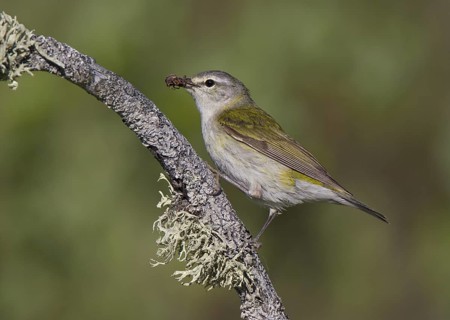 Tennessee Warbler, male