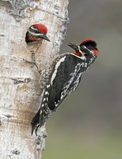 Red-naped Sapsucker (Sphyrapicus nuchalis) pair, British Columbia, Canada