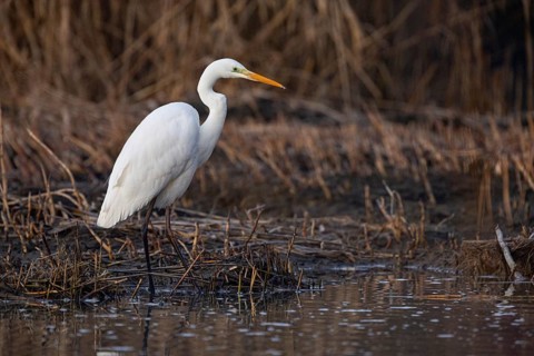 Great White Egret (Egretta alba) Germany