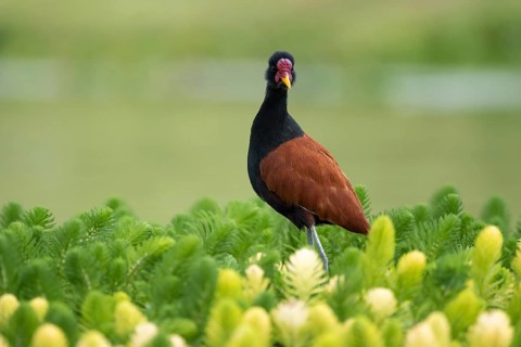 Red-fronted Jacana (Jacana jacana) in a wetland, Entre Rios, Argentina