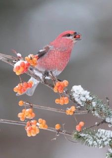 Pine Grosbeak (Pinicola enucleator) male eating red berries, Alaska, USA