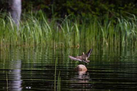 Common sandpiper (Actitis hypoleucos) landing on a stone in the water, Sanginjoki Nature Reserve,