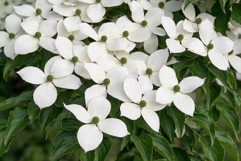 Chinese flowering dogwood (Cornus kousa var. chinensis), Home Depot, United States of America