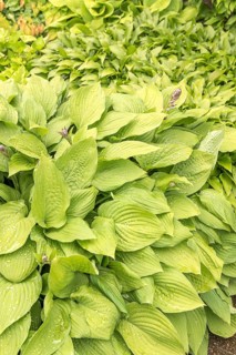 Funkia (Hosta 'Fortunei Aurea'),  Sweden