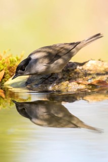 Eurasian Blackcap (Sylvia atricapilla) male at a waterhole, Madrid, Spain