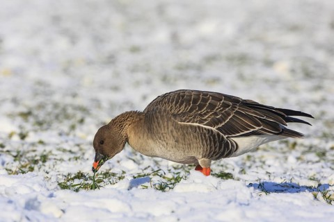 Taiga Bean Goose (Anser fabalis) foraging, North Rhine-Westphalia, Germany
