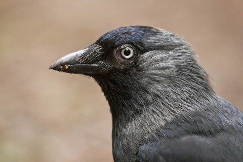 Western Jackdaw (Coloeus monedula), Rhineland-Palatinate, Germany