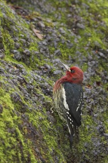 Red-breasted Sapsucker (Sphyrapicus ruber), British Columbia, Canada