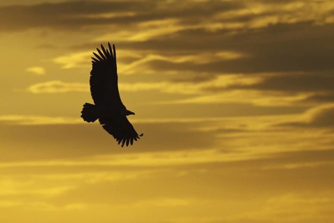 Griffon Vulture (Gyps fulvus), Segovia, Spain