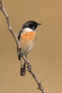 Siberian Stonechat (Saxicola maurus) male, Phetchaburi, Thailand