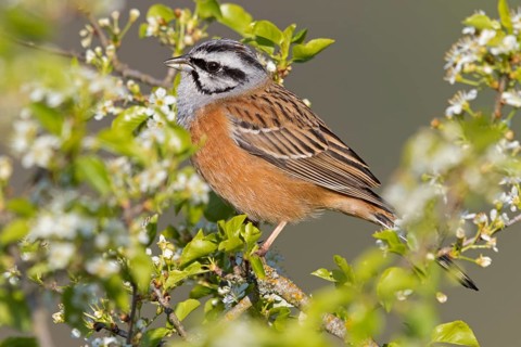 Rock Bunting, (Emberiza cia), songbird, animals, birds, bunting family, Nahe valley, Bad Kreuznach