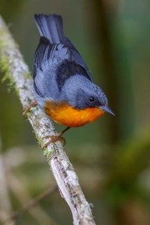 Flame-throated Warbler (Parula gutturalis) perched on a branch in Costa Rica