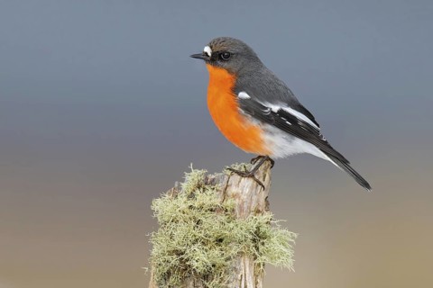 Flame Robin (Petroica phoenicea) male, Victoria, Australia