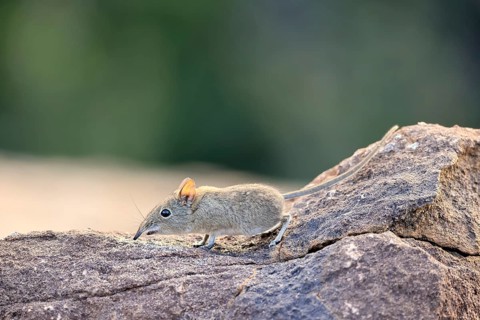 Short-eared Trunked Shrew (Macroscelides probosideus), Short-eared Elephant Shrew, Short-eared