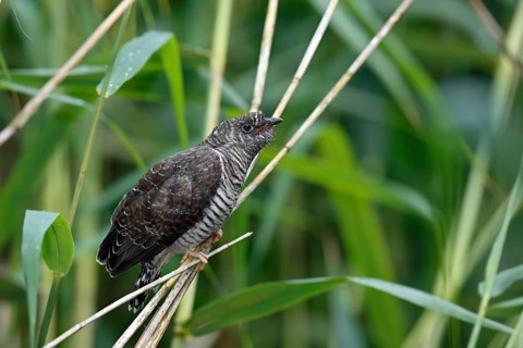 Common Cuckoo (Cuculus canorus) juvenile, Saxony-Anhalt, Germany