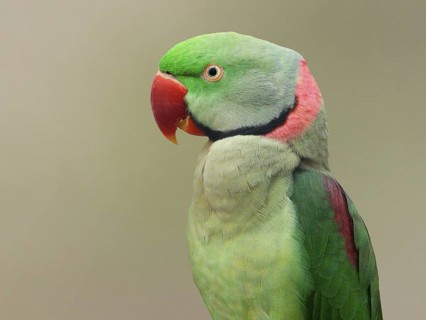 Alexandrine Parakeet (Psittacula eupatria) male, Germany