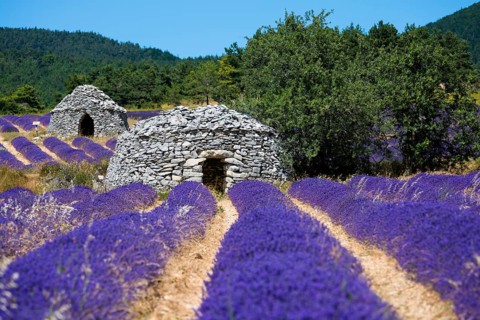 Lavender, lavender blossom, lavender fields, Provence, France, southern France, lavender harvest,