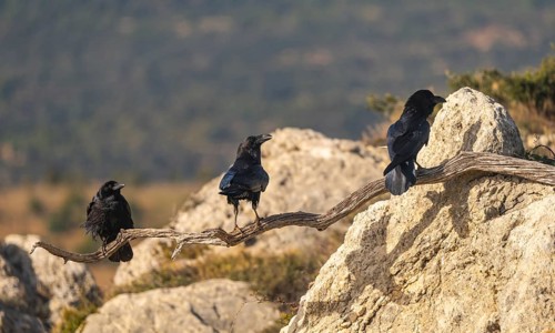 Three common ravens rest on a rugged branch amidst a rocky landscape. The scene captures their