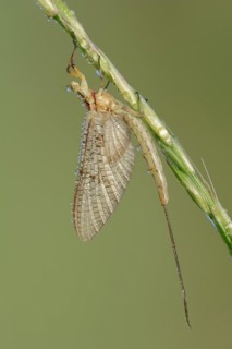 Mayfly (Ephemera glaucops), female with dewdrops, North Rhine-Westphalia, Germany