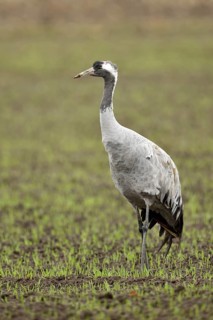 Common Crane (Grus grus) foraging on field, Mecklenburg-Western Pomerania, Germany