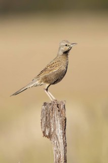 Brown Songlark (Megalurus cruralis) male perched on a fence post, Victoria, Australia
