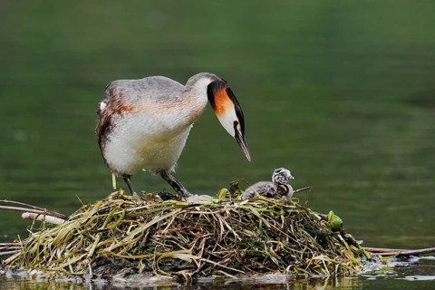 Great Crested Grebe (Podiceps scalloped ribbonfish) with chicks on the nest, North