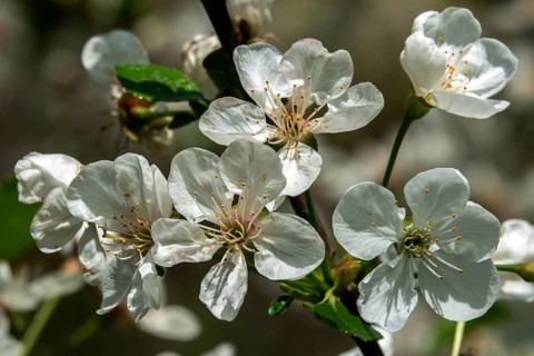 Cherry blossom, cherry, sour cherry or sour cherry (Prunus cerasus), Baden-Württemberg, Germany