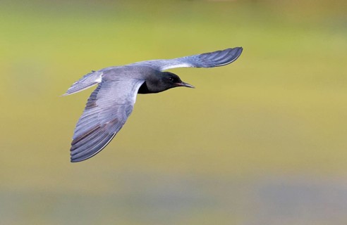 Black Tern (Chlidonias niger)