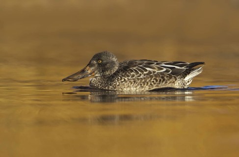 Northern Shoveler (Spatula clypeata) male, British Columbia, Canada