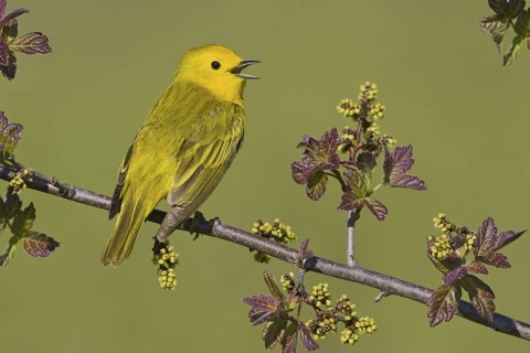 Mangrove Warbler (Setophaga petechia) singing, Ontario, Canada