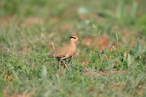 Temminck's Racer (Cursorius temminckii), adult, running, foraging, Mokala National Park, South