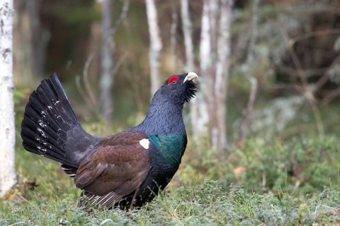 Western Capercaillie (Tetrao urogallus) male, Nizhegorodskaya, Russia
