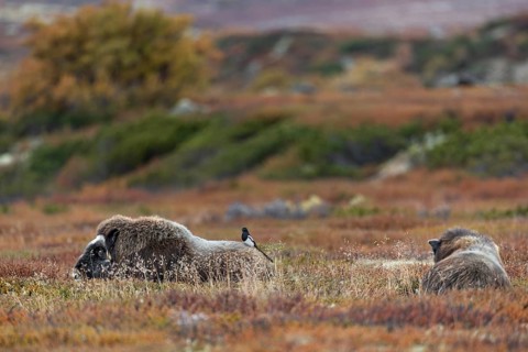 The look on the musk ox cow's (Ovibos moschatus) face quickly shows that it feels disturbed by the