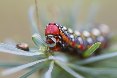 Hyles euphorbiae - Spurge Hawk-Moth - Wolfsmilchschwärmer, Germany (Baden-Württemberg), old larva