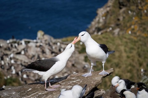 Black-browed albatross (Thalassarche melanophris), pair in courtship behaviour with beak contact on
