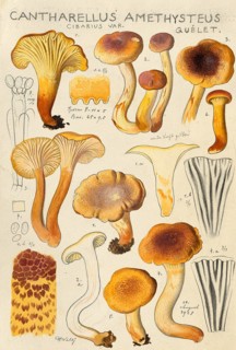 Mushroom, Mushrooms, Violet-scaled or Amethyst Chanterelle, Cantharellus amethysteus, authentic