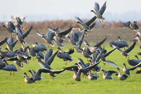 Pink-footed Goose (Anser brachyrhynchus) flock flying, Netherlands