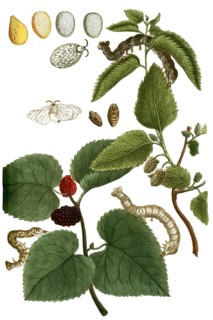 Botany, plants, Morus alba, white mulberry
