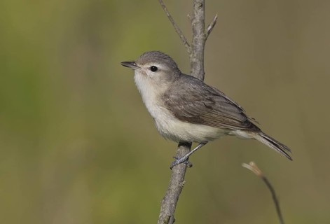 Warbling Vireo (Vireo gilvus), Ohio, USA