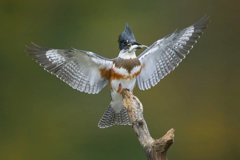 Belted Kingfisher (Megaceryle alcyon) female perched on a branch with a fish prey in its beak,
