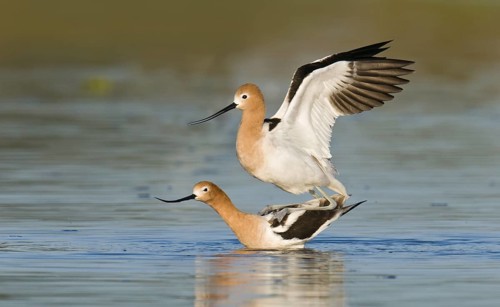 American Avocet (Recurvirostra americana), Arizona, USA